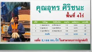 ปลูกข้าวโพด ซี.พี.303 ยุคปุ๋ยแพง ปุ๋ยรองพื้น อีกทางเลือกของเกษตร