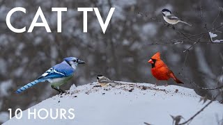 Cardinals, Chickadees, Squirrels and Forest Friends in Winter - 10 hour Cat TV 😺 - Feb 13, 2025