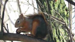 Sincaplar / Sincap / Caucasian Squirrel / Sciurus anomalus