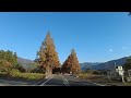 gorgeous metasequoia street drive 🚗 in makino highland shiga マキノ高原 メタセコイヤ並木道を早朝ドライブ♪