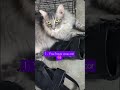 TheSigns #feedshorts #fypyoutubeshorts #catperson #cat #catlover #subscribemychannel #highlights