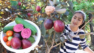 Walk around home, I pick Red guava, Seedless guava, Winter melon, Tomato  etc. for cooking