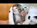 Newborn kitten transformed into a precious kitty