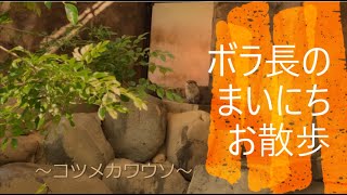 一緒にとべZOO「 ボラ長のまいにちお散歩～コツメカワウソ～」