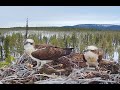 Sääksisäätiön Muonion sääksikamera – Muonio osprey cam