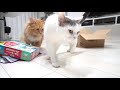 amazonからネコが・・！中身より箱な猫 a cat from amazon no i received a package