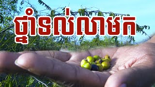 សម្រាប់ទល់លាមក អាចសាកថ្នាំ ដើមសង្ឃ័រ || Advantage of  Zizyphus eonoplia