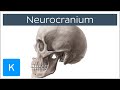 Neurocranium - Definition & Location - Human Anatomy | Kenhub