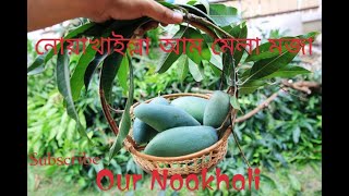 The most popular fruit In our Noakhali #Our_Noakhali