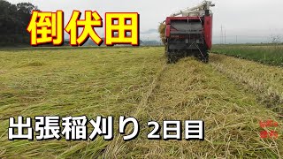 【稲刈り】倒伏田　稲刈り遠征2日目　【倒伏】