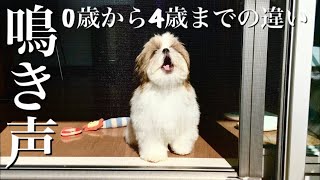 【音量注意】シーズー犬の鳴き声　0歳から4歳まででどう変わったのか。子犬の時から振り返ってみた。/ Shih Tzu's bark changes.