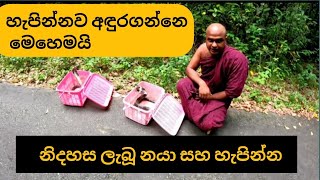 නිදහස ලැබූ නයා සහ හැපින්න