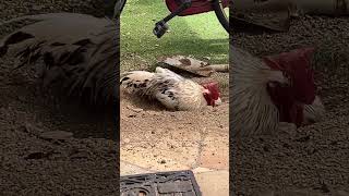 自転車の下で砂浴びするにわとりRooster taking a sand bath under a bicycle