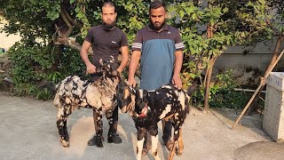 Tiger 3 Kota Bakre Aur Bhi Nayaab Bakre At Panvel Goat Farm.