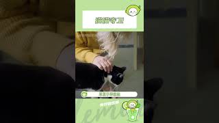 世界破破烂烂，小猫缝缝补补，小猫使命把爱带到人间。