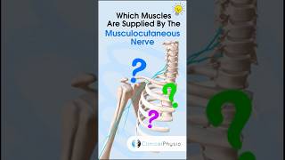 Musculocutaneous Nerve Supply #physiotherapy #physicaltherapy #musculocutaneousnerve #anatomy