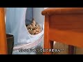 飼い主が体調が悪い時に猫が添い寝してくれました【スコティッシュフォールド】