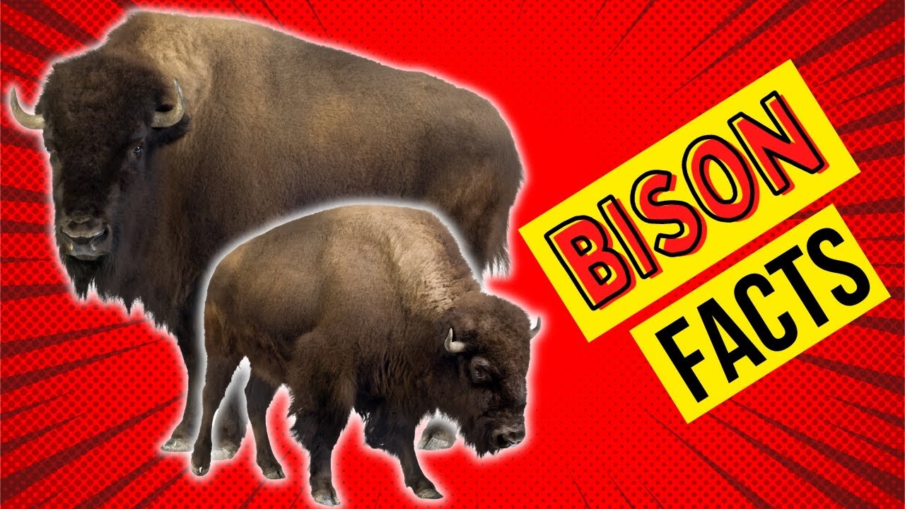 🦬 10 Awesome Bison Facts That Will Blow Your Mind! 🌾 - YouTube