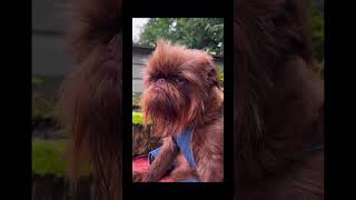 Brussels Griffon in overalls with a scowl that could curdle milk. #viralvideo