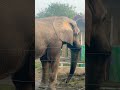 wild african elephant viral 🔥🔥 short shortvideo trending entertainment zoo shorts youtube