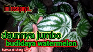 Ini rahasianya.!!. budidaya watermelon bisa berdaun jumbo- subur dan mengkilap