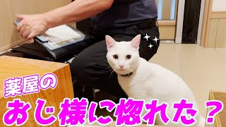 置き薬屋のおじ様が気になってしょうがない猫…笑[白猫のトコちゃん]