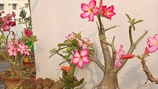 Simple steps to grow adenium plants|My home gardening in Kannada