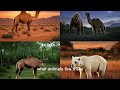 Will the Sahara Turn Green Again?