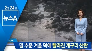 덜 추운 겨울 덕에…빨라진 북방산개구리 산란 | 뉴스A