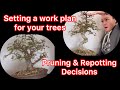 E130. Pruning and Repotting Decisions for 3 Chinese Elms