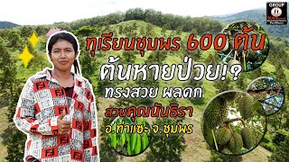 ทุเรียนชุมพร 6 ปี 600 ต้น! ต้นเลิกป่วย ทรงสวย ผลดก สวนคุณนันธิรา อ.ท่าแซะ จ.ชุมพร