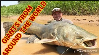 10 Biggest Catfish in the World