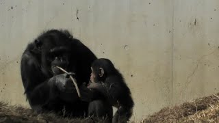 朝の騒ぎ　Morning commotion  チンパンジー　多摩動物公園