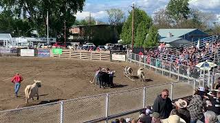 Wiley city Wild cow race 2022