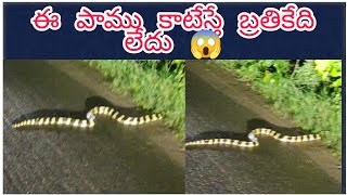 ఈ పాము కాటేస్తే బ్రతికేది లేదు | Gowri bathi Snake | Dangerous Snake midnight | Rakesh  katha Vlogs