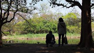 杉並区で新緑のんびり散歩　善福寺公園　下池　2020/4/11 45