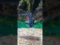 Demasoni Cichlid | Aquarium Tech | #cichlids #cichlidfish