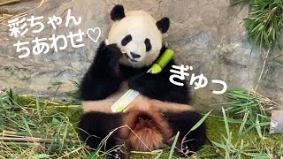 おいししゅぎる～⤴️若竹を抱きしめながら食べる彩浜🐼アドベンチャーワールド  giantpanda