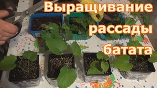 Размножение батата побегами. Укоренение и доращивание рассады батата. Черенкование батата.