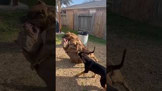 Hyena attacks Pitbull, she deserved it?? 🤬💔💔 #nbf #nbfkennel #pitbull #hyena #dog #texas #xlbully