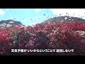 登山者を出迎える草紅葉　北海道・旭岳