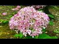 日本三大八幡 筥崎宮大社 あじさい祭りjapan s three great hachimangu shrines hydrangea festival in hakozaki shrine