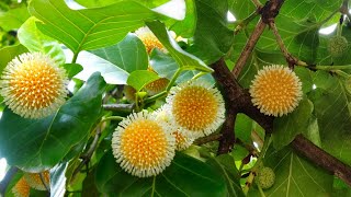 Yellow Cheese wood ~ Bur Tree ~ Canary Wood ~ Leichhardt Pine ~ Bak Mee Tree (Nauclea orientalis)