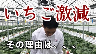 【お詫び】二番花の季節になりました･･･。