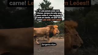 LEÃO ANDA COM LEÃO #sargentoalan