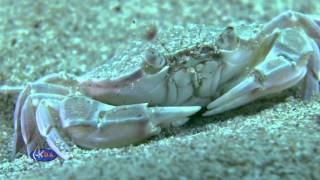 Swimming crab (Macropipus holsatus) Краб плавунец