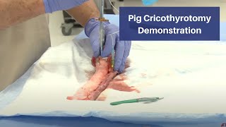 Pig Cricothyrotomy Demonstration | The Cadaver-Based EM Procedures Self-Study Course