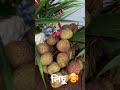 লিচু lychee lychees fruit tasty yummy shorts shortvideo youtubeshorts short ytshorts