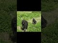 gorilla iriki mom 12y11m old u0026 son ringo 2y7m old shorts taipei zoo 大猩猩 ゴリラ