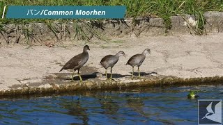 バンの兄弟/Common Moorhens Brothers